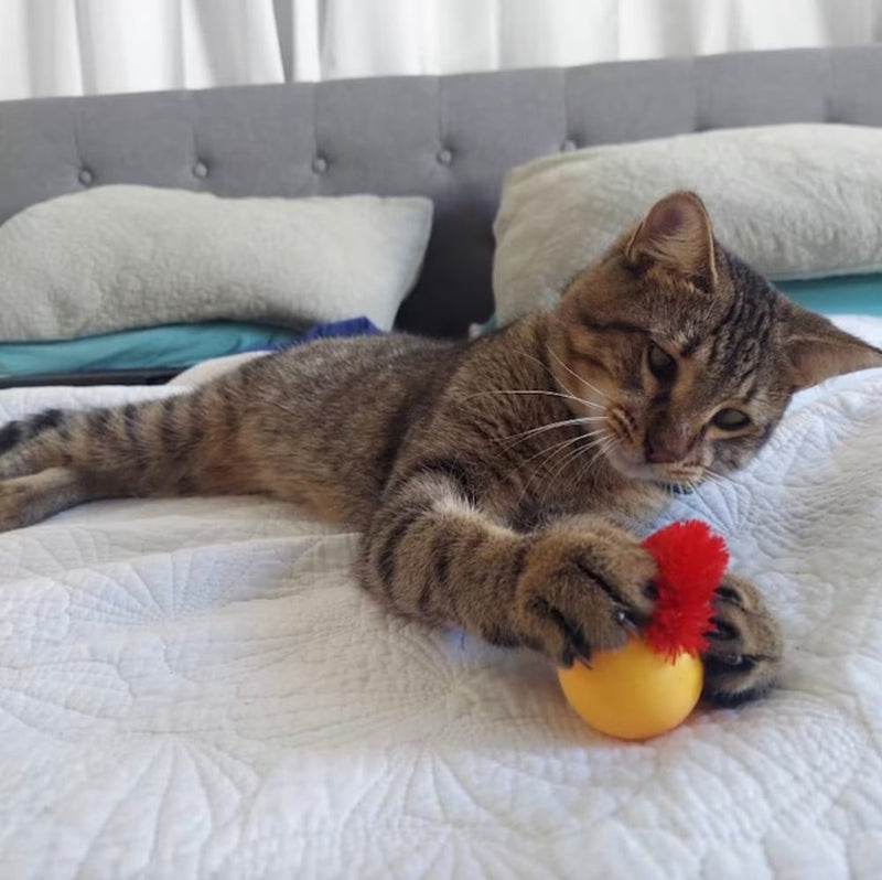 Wobble Balls for Cats – Endless Fun, Active Play, and Stronger Bonds