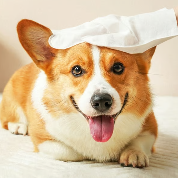 Deodorizing Pet Glove Wipes For Dogs（6Pcs）
