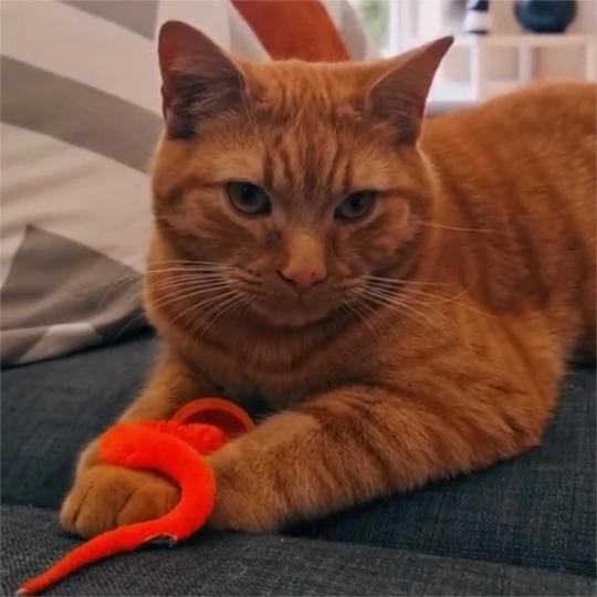 Wobble Balls for Cats – Endless Fun, Active Play, and Stronger Bonds